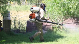 La imoprtancia de controlar al mosquito para prevenir el dengue