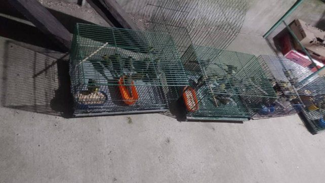 La Justicia Federal de Gualeguaychú procesó a tres hombres por contrabando de aves.