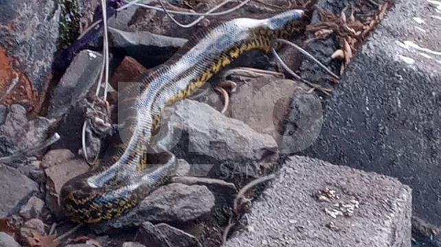 Encuentran una boa constrictora de dos metros abajo del Puente Colgante