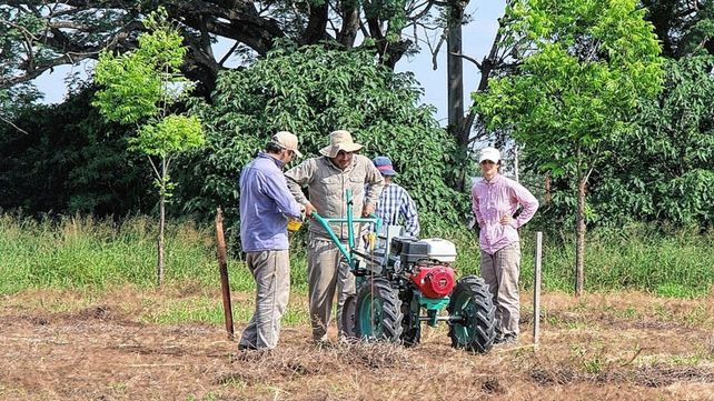 Desarrollan pasturas nativas más persistentes y nutritivas para mejorar la carne bovina
