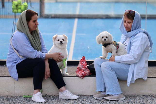 Irán prohíbe pasear perros a pie o en auto: Es un delito evidente