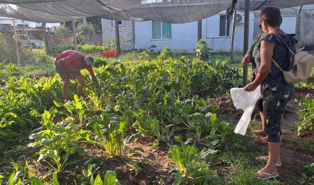 El cultivo de verduras agroecológicas tiene como objetivo brindar alimentos saludables y promover la cultura del respeto hacia el ambiente.