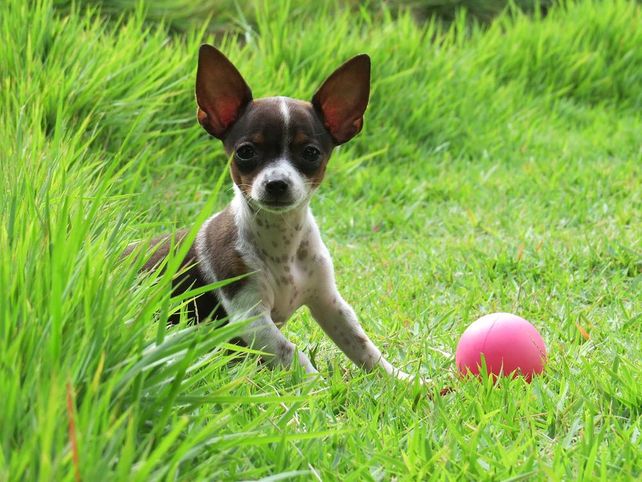 20 cosas que los perros odian y vos no lo sabés