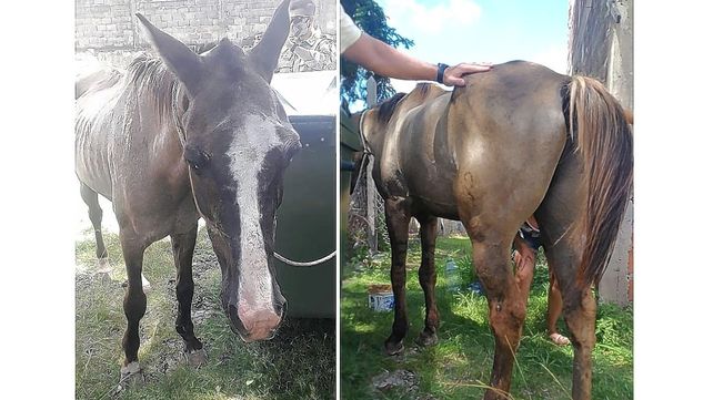 Rescatan otro caballo herido, desnutrido y deshidratado