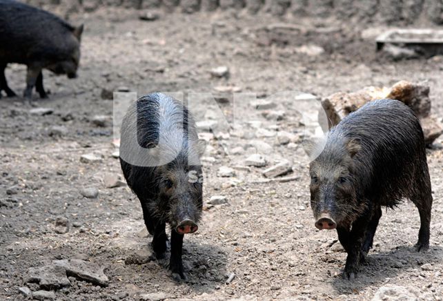 Cambios. Hunziker aseguró que el número de animales fluctúa constantemente.