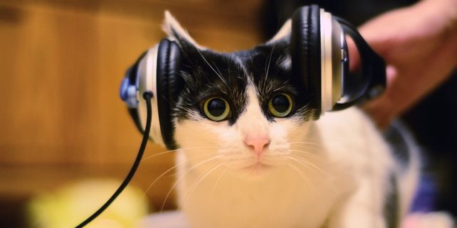 gatos