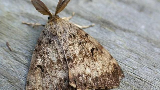 El Senasa declaró el alerta para evitar el ingreso al país de la polilla gitana