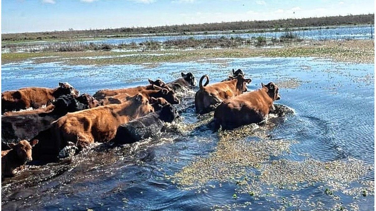 En Victoria aceleran la evacuación de hacienda ante el riesgo de una creciente