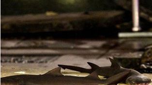 Las imágenes de la explosión en un acuario de Shangai en el que murieron tres tiburones