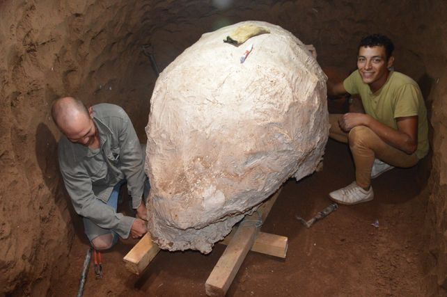 Con técnicas de recuperación específicas los agentes del Area de Paleontología y Arqueología del Ministerio de Cultura de Santa Fe prepararon los restos para que no se dañen durante la extracción.