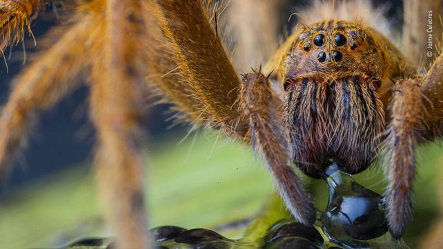 Las imágenes finalistas del Wildlife Photographer of the Year