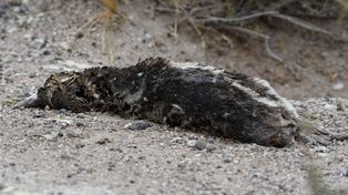 La Brigada de Control Ambiental (BCA) del Ministerio de Ambiente y Desarrollo Sostenible allanó un predio lindero al Área Natural Protegida de Punta Tombo, en Chubut, pese a la resistencia del dueño del campo.