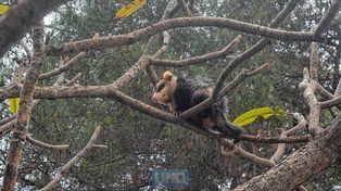 Paraná: apareció una comadreja en la plaza 1° de Mayo