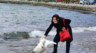 Una mujer provocó la muerte de un cisne tras arrastrarlo para sacarse una foto
