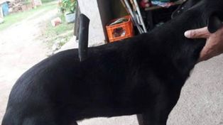 Un perrito salió a pasear y volvió con un cuchillo clavado