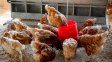 Influenza aviar: claves sanitarias para la crianza de aves de traspatio
