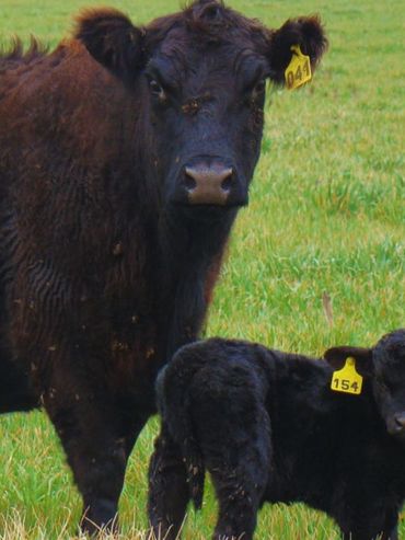 La nutrición de la vaca puede definir el futuro productivo del ternero