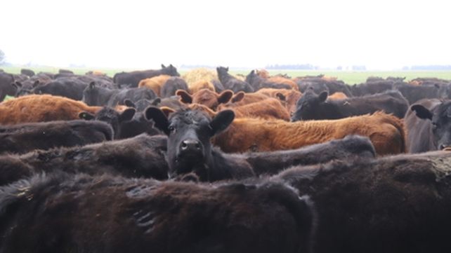 Gustos. El IPCVA observa mucho potencial para la carne argentina en las ciudades chinas de alto poder adquisitivo.