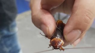 Encontró una cucaracha herida en la calle y la llevó a un veterinario 
