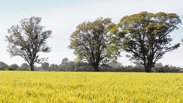alentador. Así es el panorama del trigo para la campaña en curso.