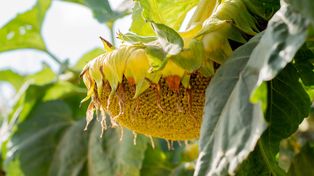 Cosecha récord de girasol: creció un 28,2% respecto a la campaña anterior