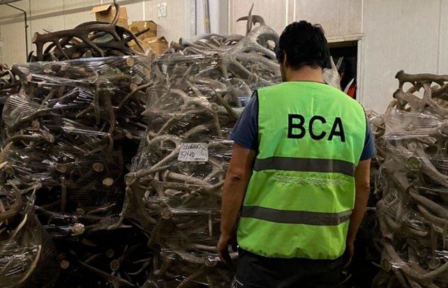 Ambiente incautó cerca de 40 toneladas de astas de ciervo en un allanamiento