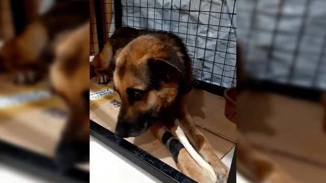 El perro fue rescatado en barrio Vicoer 46 Viviendas de Paraná. Tenía graves heridas y hasta gusanos. Está internado. Necesita una familia que lo adopte