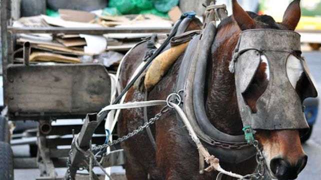 La Municipalidad de Santo Tomé está incumpliendo la ordenanza que terminaría con la tracción a sangre equina