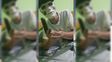 Rosario: atraparon al enmascarado que amenazó a los familiares del nene de 11 años asesinado a tiros