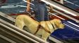 Una mujer ciega fue atacada con un bate por entrar con su perro a un negocio