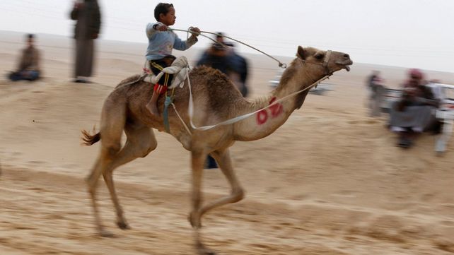 Carreras de camellos en el desierto de Egipto