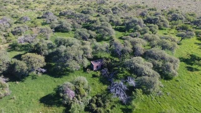 Tierras argentinas en manos extranjeras: qué departamento de la provincia de Santa Fe ya supera el límite legal