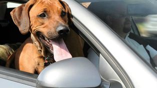 Muchos conductores no saben cómo transportar sus mascotas en el auto