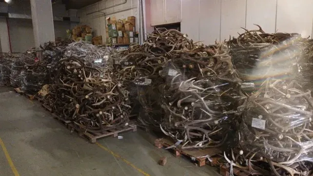 Ambiente incautó cerca de 40 toneladas de astas de ciervo en un allanamiento