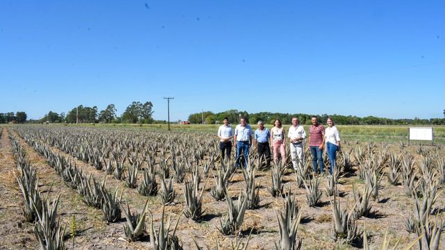 Plantación de aloé en Las Toscas.