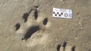 Hallan huellas de felino prehistórico en Miramar