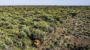 Muchas zonas desmontadas después terminan siendo suelos inútiles al cabo de los años, sostienen en Greenpeace.