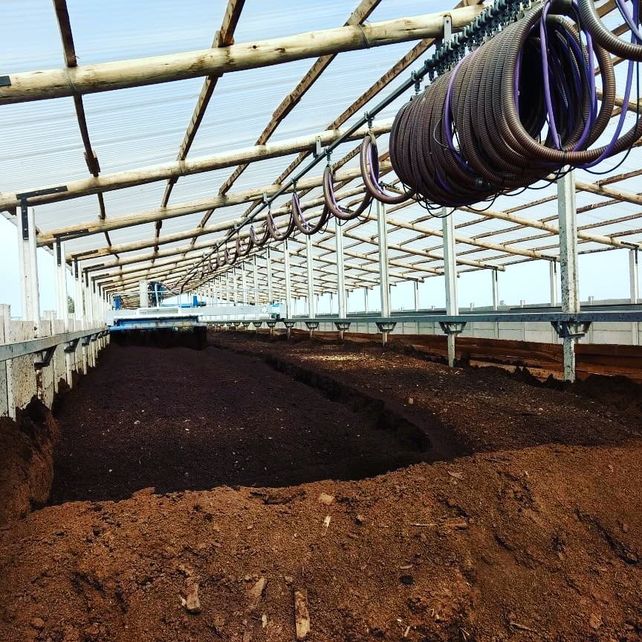 Orgullo santafesino: transforman efluentes de cerdo en compost y ganaron un premio internacional