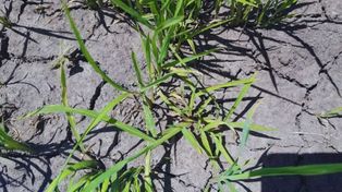 Capín arroz a la vista. Es de suma importancia que los técnicos, asesores y productores hagan el seguimiento de lotes con mayor precisión.