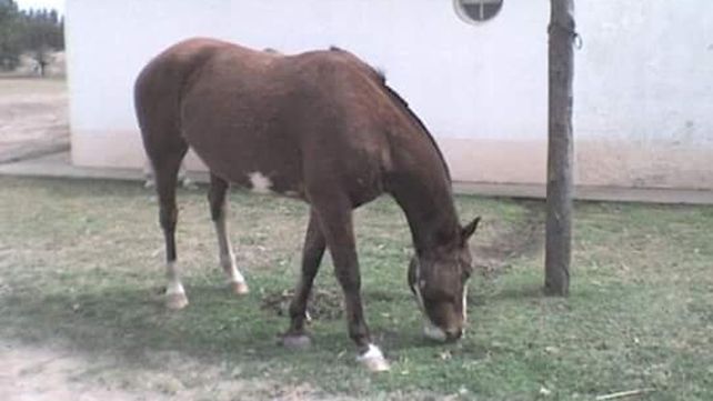 Una familia pide ayuda para recuperar un caballo robado