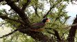 El pepitero de collar encabeza la lista de las aves más traficadas en Santa Fe.