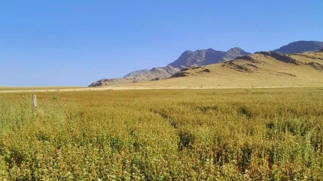 El gobierno nacional promueve la extranjerización de las tierras en Argentina.