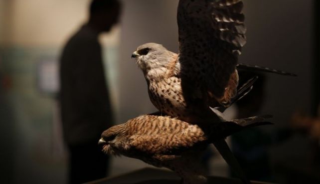 Un museo alemán exhibe animales teniendo sexo