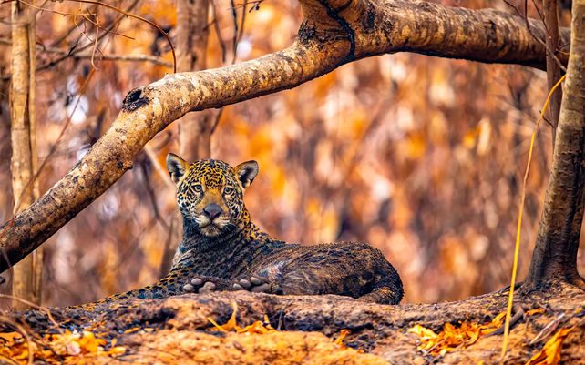 Jaguar de cenizas. Photo by Ernane Junior, Brasil