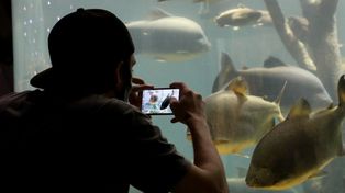 Las visitas guiadas proponen ver y aprender sobre las especies y sus hábitos, desde qué comen a cómo se reproducen.&nbsp;