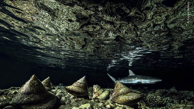 Las imágenes finalistas del Wildlife Photographer of the Year