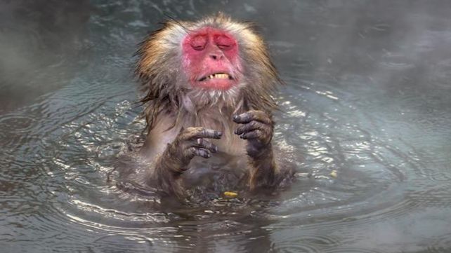 Las divertidas imágenes  del Comedy Wildlife Photography Awards 2020