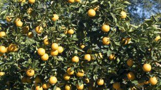 Se derrumbó la exportación y sobra fruta en los citrus de los campos entrerrianos