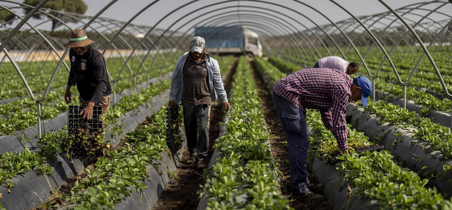 Trabajadores temporales plantan fresas en una granja en Almonte, suroeste de España, el martes 18 de octubre de 2022. La agricultura y el turismo ya habían drenado el acuífero que alimenta a Doñana. Luego, el cambio climático golpeó a España con temperaturas récord y una sequía prolongada este año.