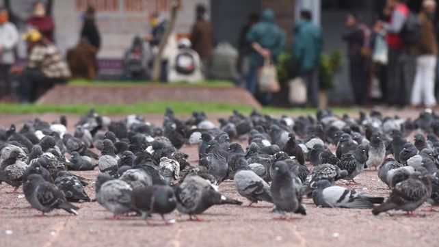 La cantidad de palomas en Rosario ha crecido exponencialmente en los últimos 25 años.